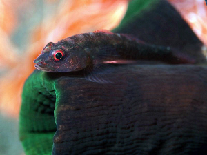 Goby on coral, Tulamben. by Doug Anderson 